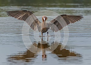 Reddish egret Egretta rufescens, Florida