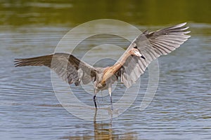 Reddish egret Egretta rufescens, Florida