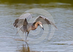 Reddish egret Egretta rufescens, Florida