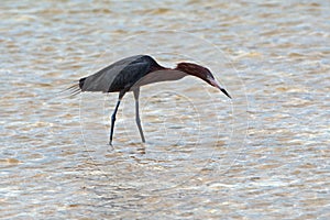 Reddish Egret (Egretta rufescens) hunting in Isla Blanca tidal waters Cancun Mexico