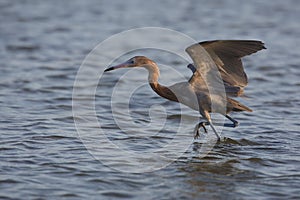 Reddish Egret (Egretta rufescens rufescens)