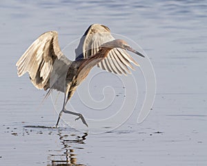 Reddish egret (Egretta rufescens) running in shallow water