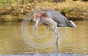 Reddish egret (Egretta rufescens) scratching uts chin.