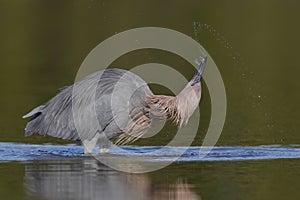 Reddish Egret subduing a small fish - Pinellas County, Florida photo