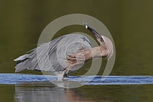 Reddish Egret subduing a small fish - Pinellas County, Florida photo