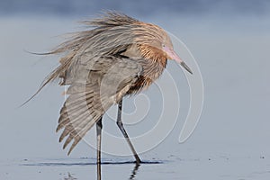 Reddish Egret Extending a Wing - Florida photo