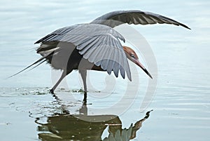 Reddish egret fishing.