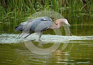 Reddish egret fishing in Gulf waters of St. Petersburg, Florida.