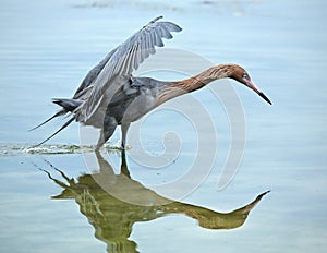 Reddish egret fishing with its wings raised and neck stretched.