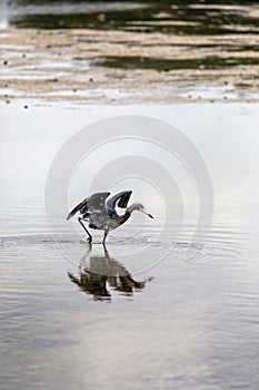 Reddish Egret Fishing the Shallows photo