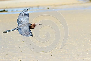 Reddish Egret in Flight Bunch Beach photo