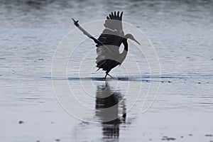 Rötlich grasen,.. klingen Schatz Tiere und Pflanzen 