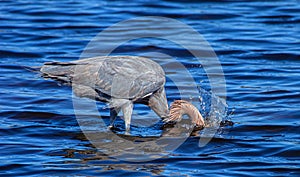 Reddish Egret with Head Dunked at Flower, Merritt Island .National Wildlife Refuge, Florida #2