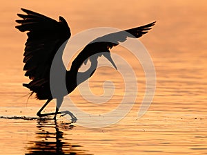 Reddish Egret Hunting