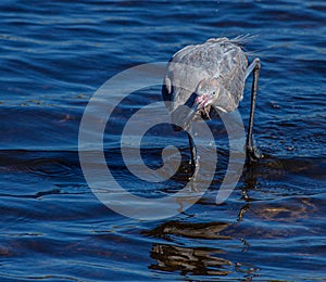 Reddish Egret Hunting at Flower, Merritt Island .National Wildlife Refuge, Florida #2