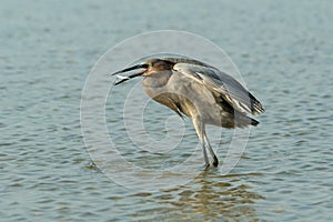 Reddish Egret hunting for food