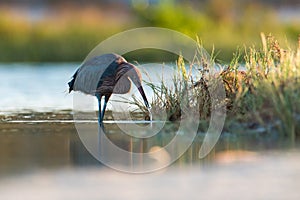 Reddish Egret hunting in the shallows