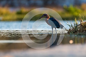 Reddish Egret hunting in the shallows