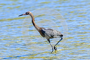 Reddish Egret photo