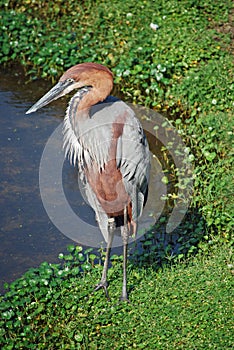 Reddish Egret Immature (Egretta rufescens)