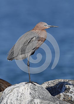 Reddish Egret perched on a rock - Florida