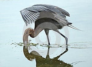 Reddish egret plunging beak into water, Fort Desoto, Florida.