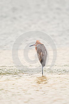 Reddish egret resting on one leg in J.N. Ding Darling National Wildlife Refuge.Sanibel island.Florida.USA