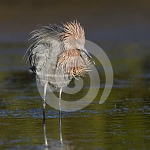 Reddish Egret ruffling its feathers - Pinellas County, Florida