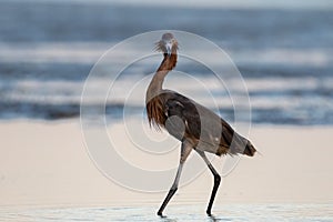 Reddish Egret, San Carlos Bay, Bunche Beach Preserve, Florida