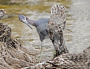 A Reddish Egret is searching for a runaway crab.