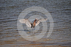 A Reddish Egret seen in a hunting dance