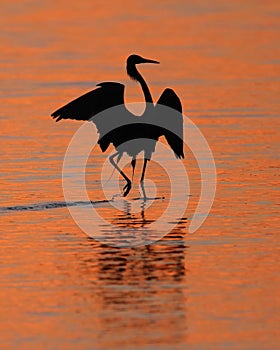 Reddish Egret Silhoeutte at Sunset- Sanibel Island