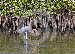 Reddish Egret Stalks Prey