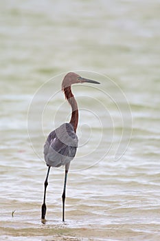 Reddish egret standing on the beach.Fort Myers Beach.Florida.USA