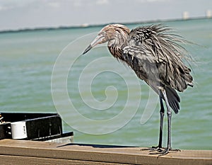 A Reddish Egret stands on a fishing pier.