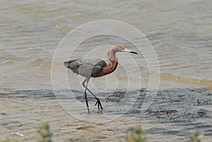 Reddish Egret strolling along Shoreline