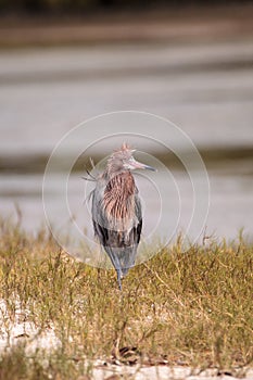 Reddish egret wading bird Egretta rufescens