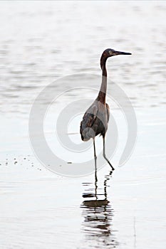 Reddish Egret wading in brackish waters of nature preserve lagoon in San Jose del Cabo in Baja California Mexico