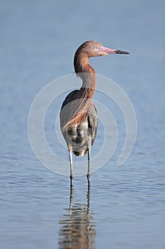Reddish Egret Wading in a Shallow Pond photo