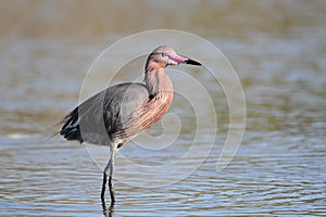 Reddish Egret Wading in a Shallow Pond