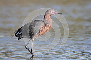 Reddish Egret Wading in Shallow Water photo