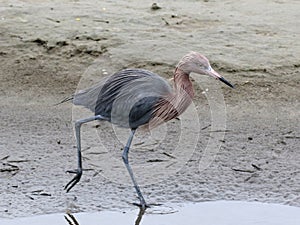 Reddish Egret Walking