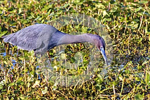 Reddish Egret In Wetlands