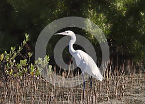 Reddish Egret white morph egretta rufescens