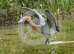 Reddish egret, wings lifted, wading in a saltwater marsh in Florida.