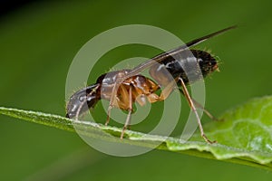 A reddish female winged ant
