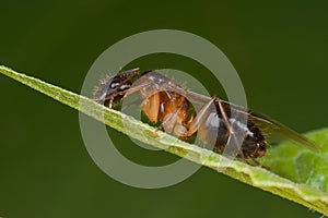 A reddish female winged ant