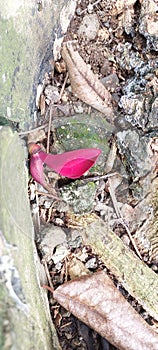 Reddish flower and the rusties