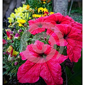 Reddish flowers in closeup with some yellow flowers in background. partiality blurred photo