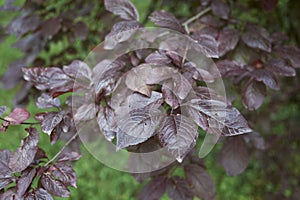 Reddish foliage of Prunus cerasifera nigra tree